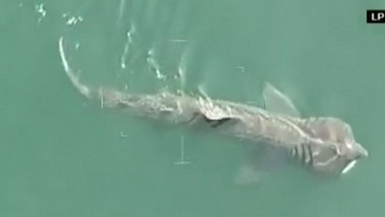 Žralok proplaval jen pár centimetrů od překvapeného potápěče